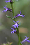 Downy Lobelia